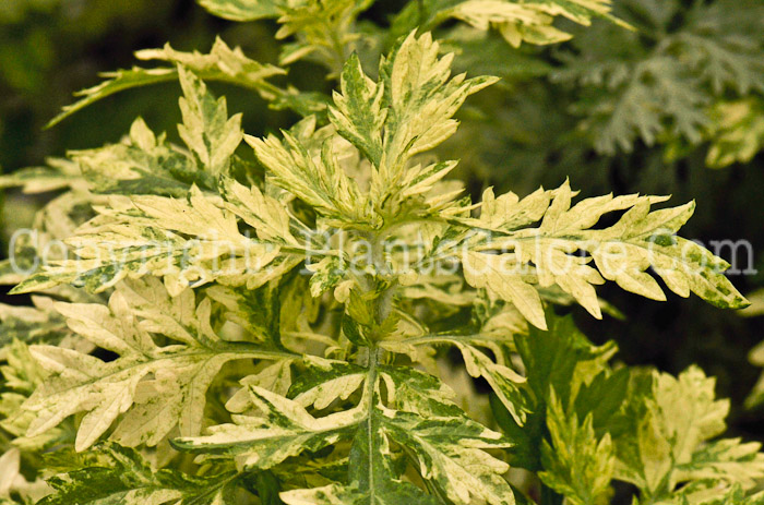 PGC-P-Artemisia-vulgaris-Oriental-Limelight-2010-o005