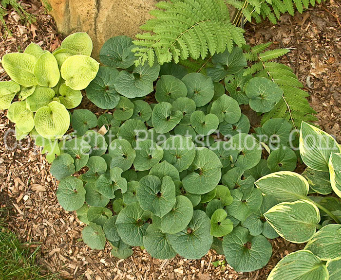 PGC-P-Asarum-canadensis-aka-Wild-Ginger-14