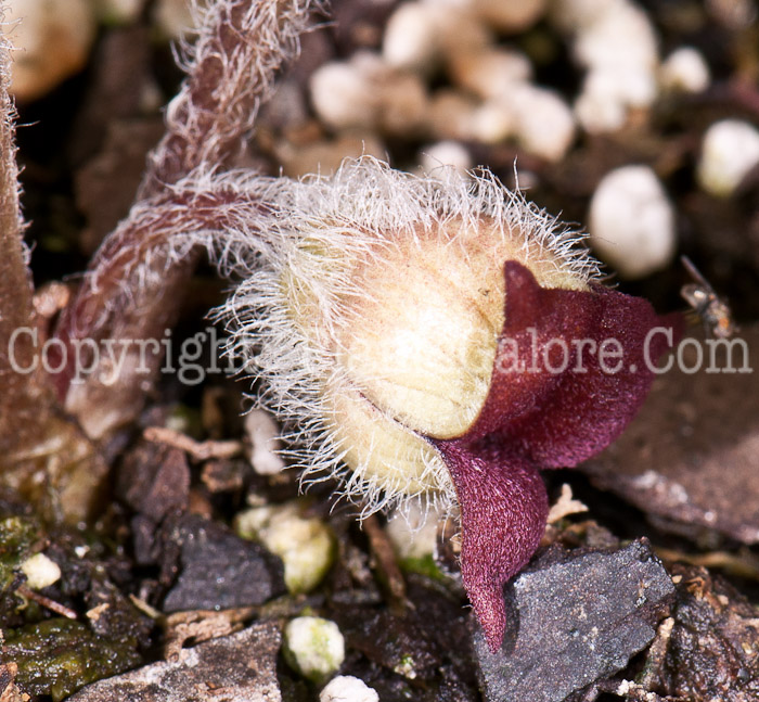 PGC-P-Asarum-canadensis-aka-Wild-Ginger-flower-4