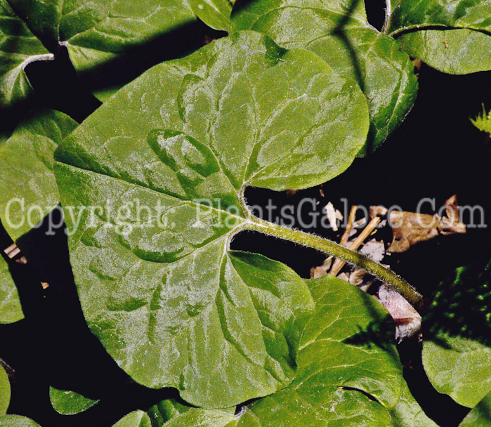 PGC-P-Asarum-canadensis-aka-Wild-Ginger-leaf-1