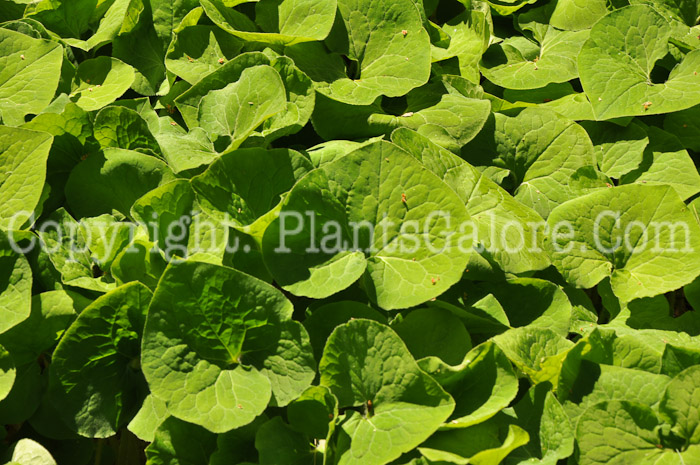 PGC-P-Asarum-canadensis-aka-Wild-Ginger-leaf-2