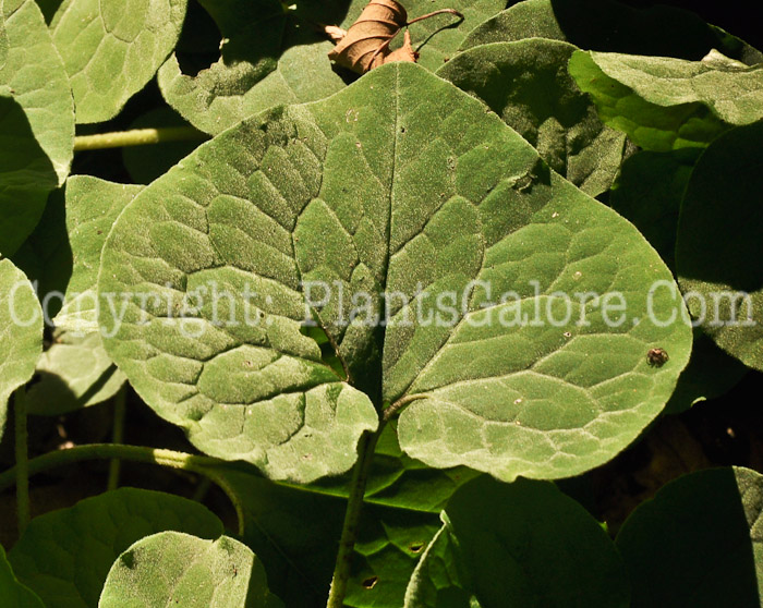 PGC-P-Asarum-canadensis-aka-Wild-Ginger-leaf-4