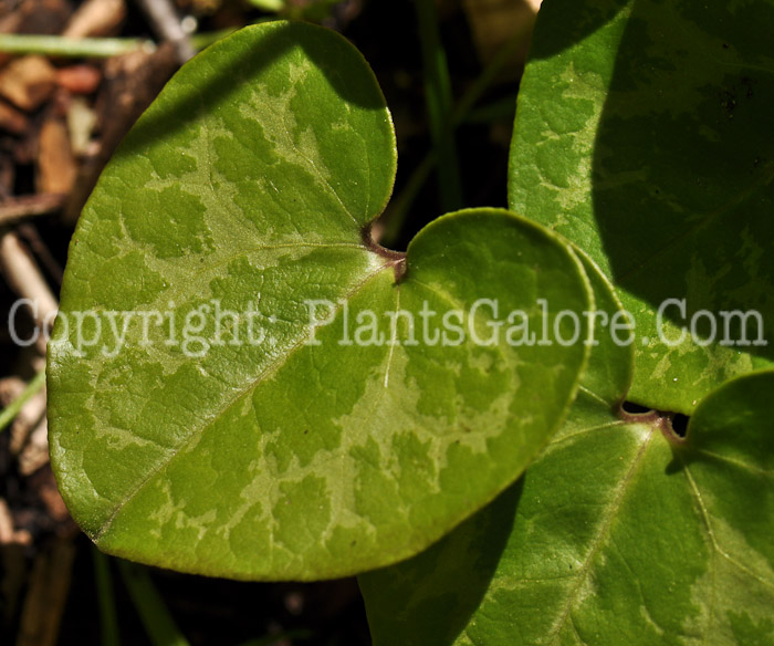 PGC-P-Asarum-europaeum-aka-European-Ginger-5