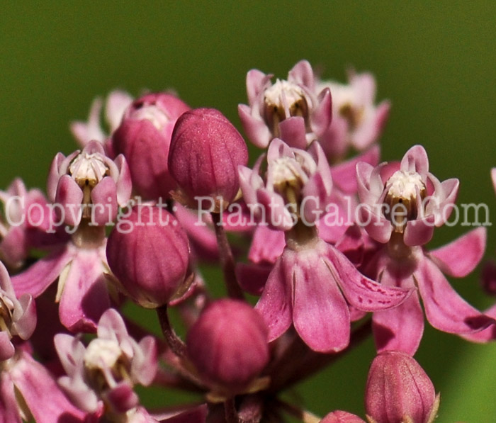 PGC-P-Asclepias-incarnata-aka-Swamp-Milkweed-flower-9