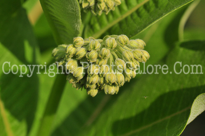 PGC-P-Asclepias-syriaca-aka-Common-Milkweed-flower-3