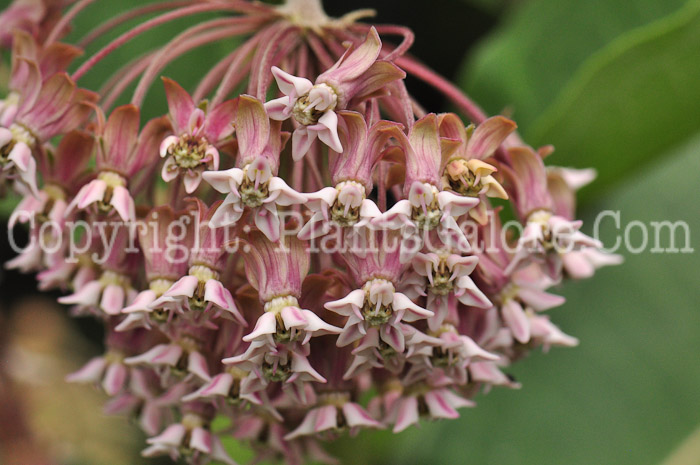 PGC-P-Asclepias-syriaca-aka-Common-Milkweed-flower-4