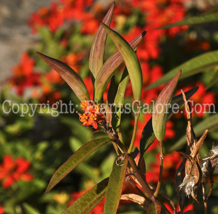 PGC-P-Asclepias-tuberosa-01