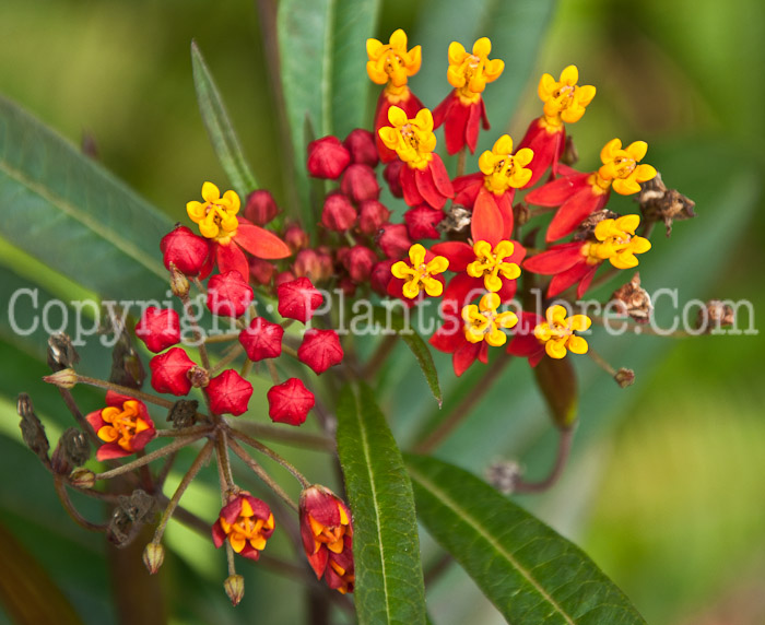 PGC-P-Asclepias-tuberosa-0114-1