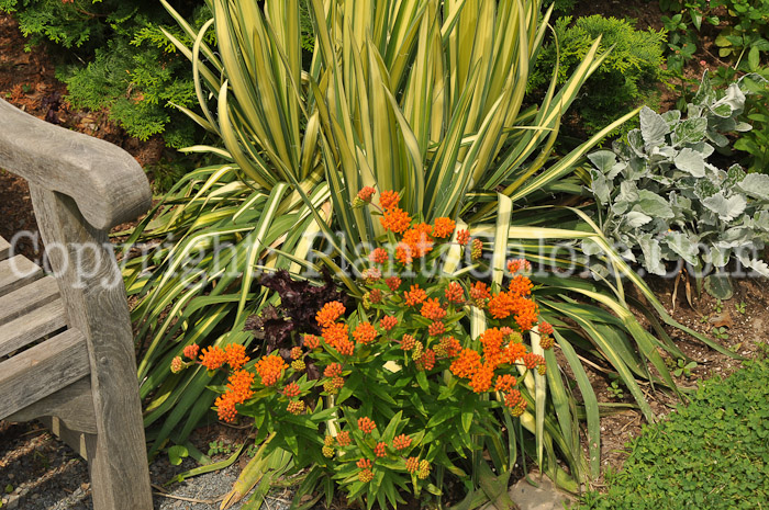 PGC-P-Asclepias-tuberosa-05