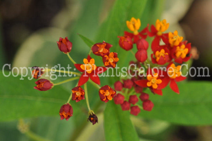 PGC-P-Asclepias-curassavica-i-2010-001