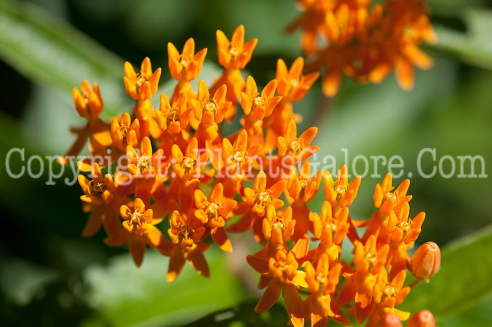 PGC-P-Asclepias-tuberosa-1013-1