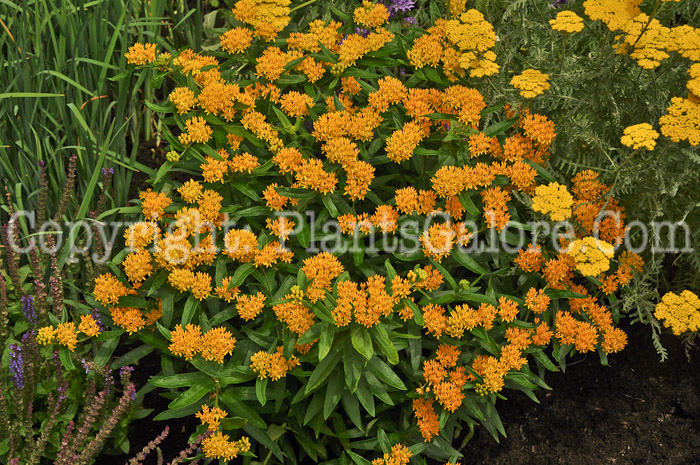 PGC-P-Asclepias-tuberosa-Hello-Yellow-2010-01