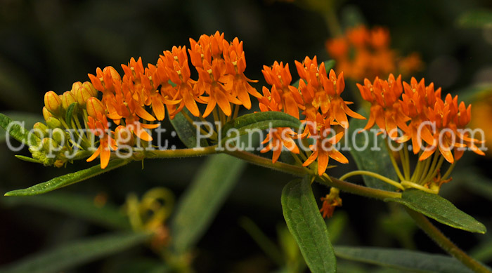 PGC-P-Asclepias-tuberosa-Hellow-Yellow-2012-1