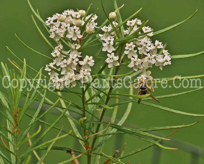 PGC-P-Asclepias-verticillata-MSU-8-2011-001