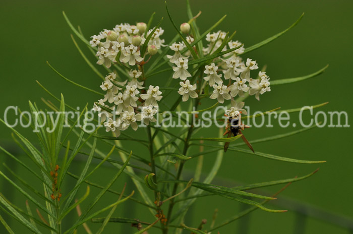 PGC-P-Asclepias-verticillata-MSU-8-2011-002