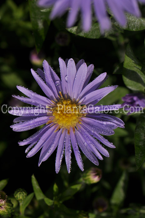 PGC-P-Aster-Kickin-Aster-Lavender-2