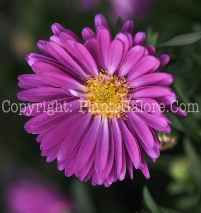 PGC-P-Aster-dumosus-Pink-Magic-0001