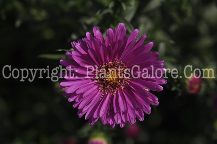 PGC-P-Aster-dumosus-Pink-Magic-0003