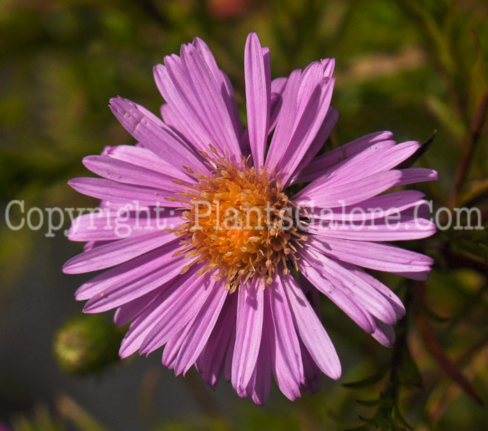 PGC-P-Aster-dumosus-Woods-Pink-0001