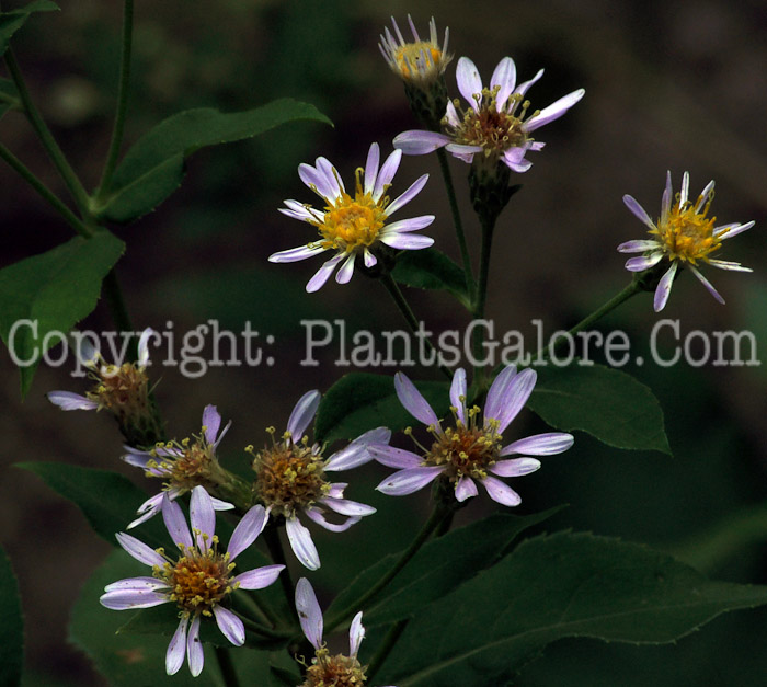 PGC-P-Aster-macrophyllus-Beal-8-2011-001