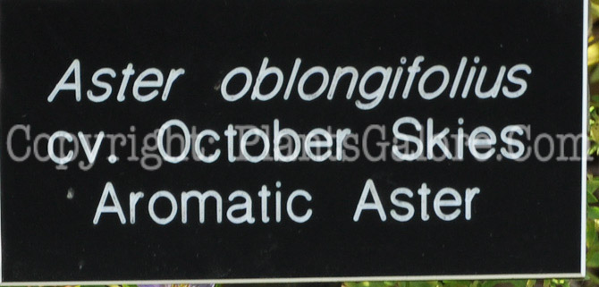 PGC-P-Aster-oblongifolius-October-Skies-aka-Aromatic-Aster-0912 (3 of 3)