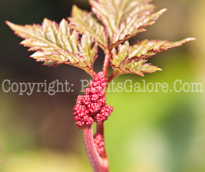 PGC-P-Astilbe-Burgundy-Red-0514-1