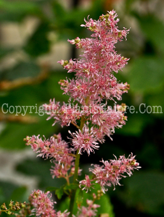 PGC-P-Astilbe-Country-and-Western-1
