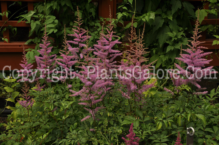 PGC-P-Astilbe-Elisabeth-van-Vean-0001