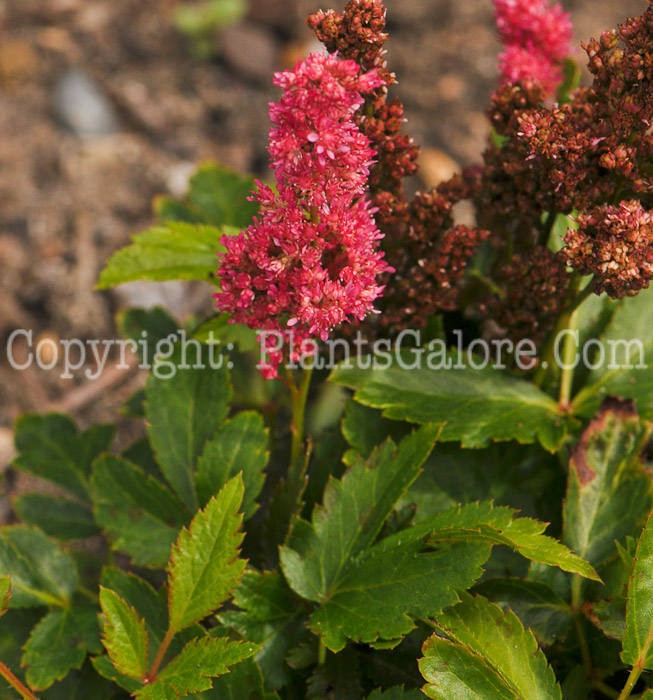 PGC-P-Astilbe-Fireberry-0001