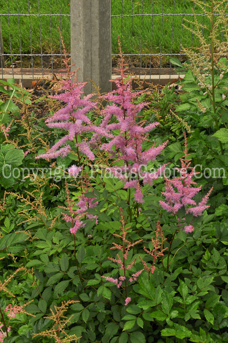 PGC-P-Astilbe-Flamingo-0001