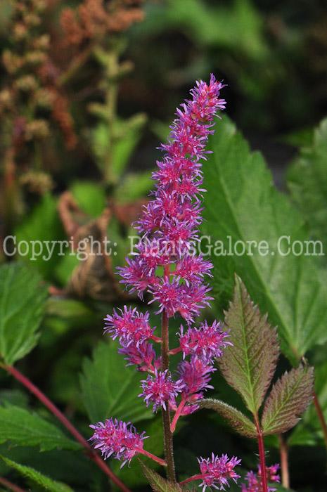 PGC-P-Astilbe-Maggie-Daley-813-1