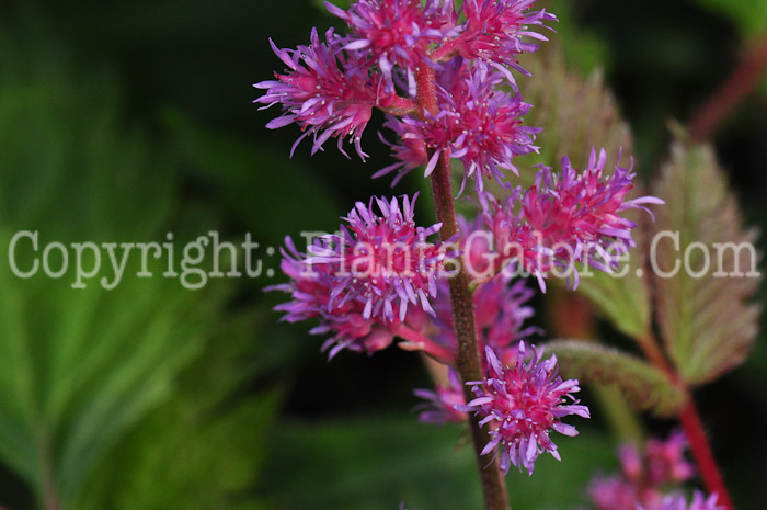 PGC-P-Astilbe-Maggie-Daley-813-3