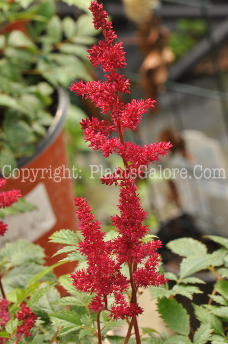 PGC-P-Astilbe-Rhythm-and-Beat-2010-k001