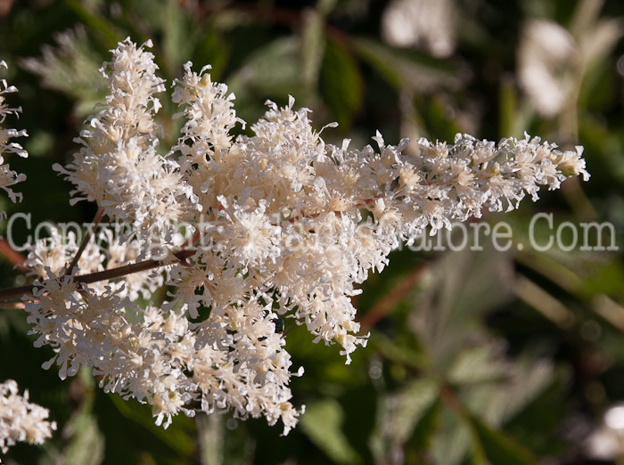 PGC-P-Astilbe-Rock-and-Roll-0614-1
