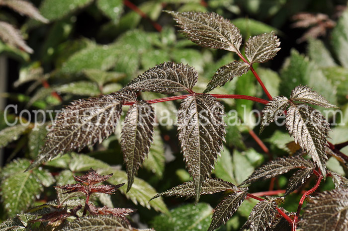 PGC-P-Astilbe-chinensis-Maggie-Daley-0001_02