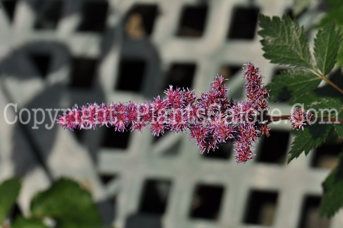 PGC-P-Astilbe-chinensis-Maggie-Daley-0001_04