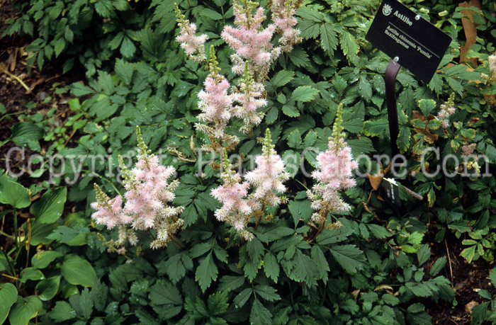 PGC-P-Astilbe-chinensis-Pumila-qrk-0053