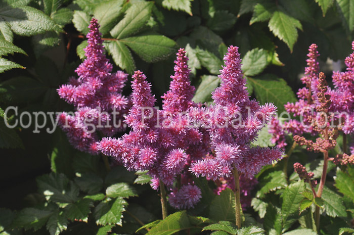 PGC-P-Astilbe-chinensis-Visions-2011-02