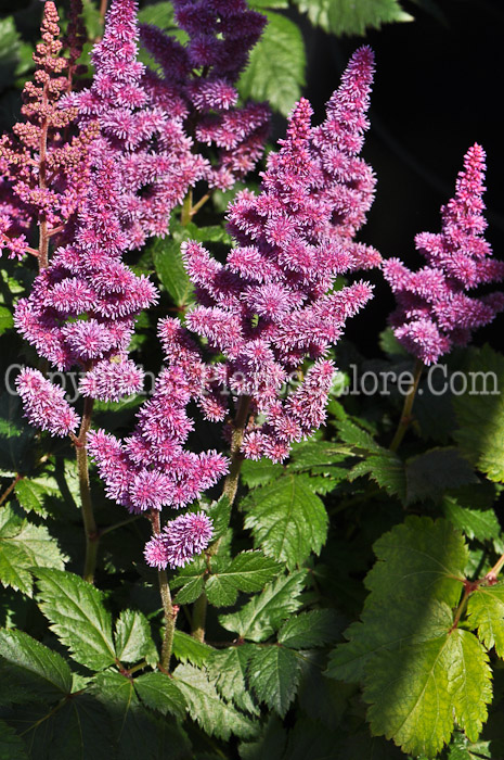PGC-P-Astilbe-chinensis-Visions-in-Pink-05-1