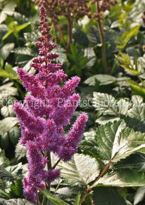 PGC-P-Astilbe-chinensis-Visions-in-Pink-05-2012-02