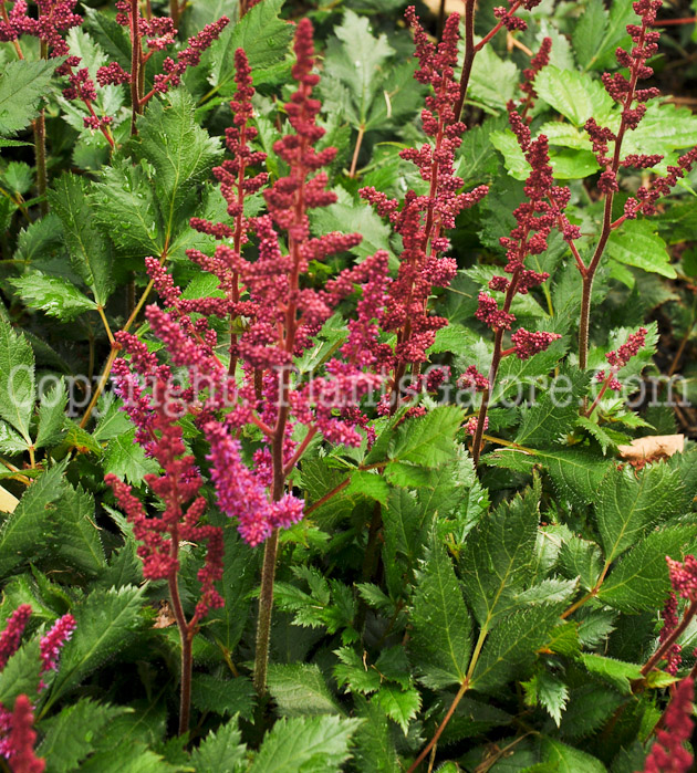PGC-P-Astilbe-chinensis-Visions-in-Red-0001_01
