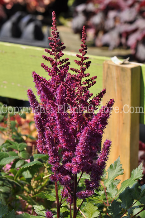 PGC-P-Astilbe-chinensis-Visions-in-Red-0001_02_1