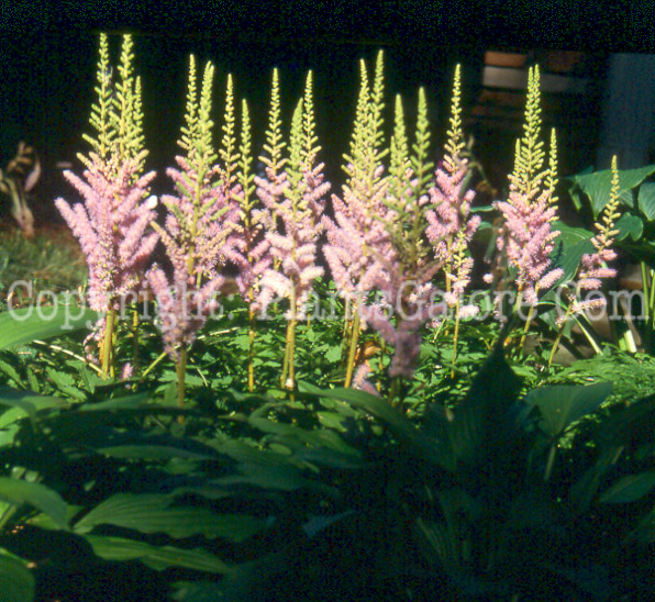 PGC-P-Astilbe-chinensis-aka-Dwarf-Astilbe-5