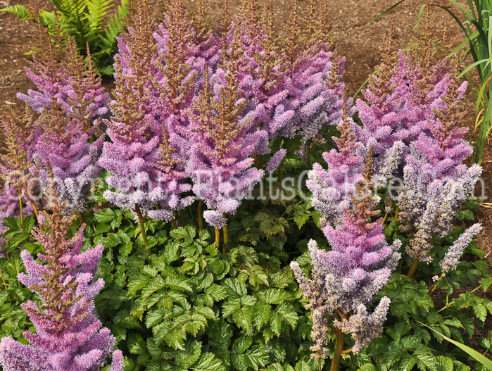 PGC-P-Astilbe-chinensis-aka-Dwarf-Astilbe-7