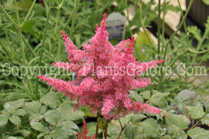 PGC-P-Astilbe-japonica-Montgomery-2010-k001