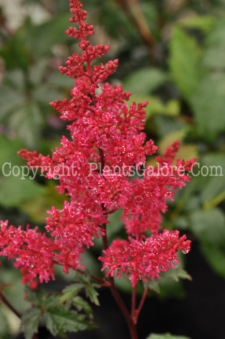 PGC-P-Astilbe-japonica-Montgomery-2010-k001_1