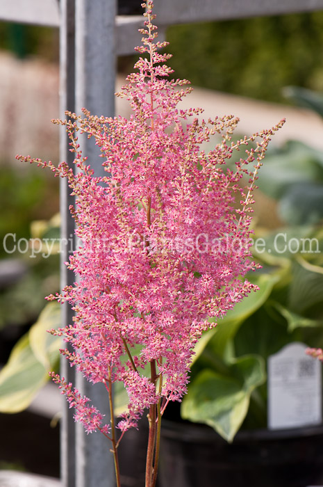 PGC-P-Astilbe-japonica-Rhineland-0514n-1