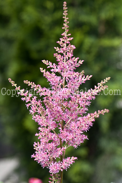 PGC-P-Astilbe-japonica-Rhineland-0514n-3