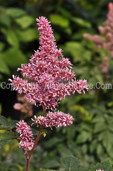 PGC-P-Astilbe-japonica-Rhineland-05-2012-03