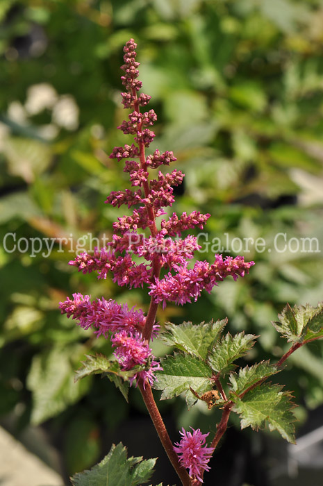 PGC-P-Astilbe-simplicifolia-Key-Largo-0002